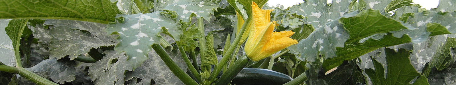 Zuchiniblüte und Zuchini an Pflanze ©Feuerbach